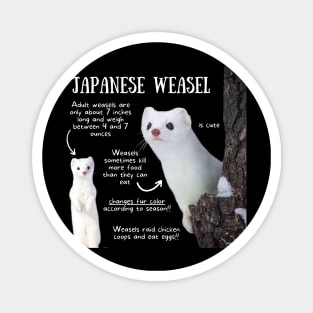 Animal Facts - Japanese Weasel Magnet